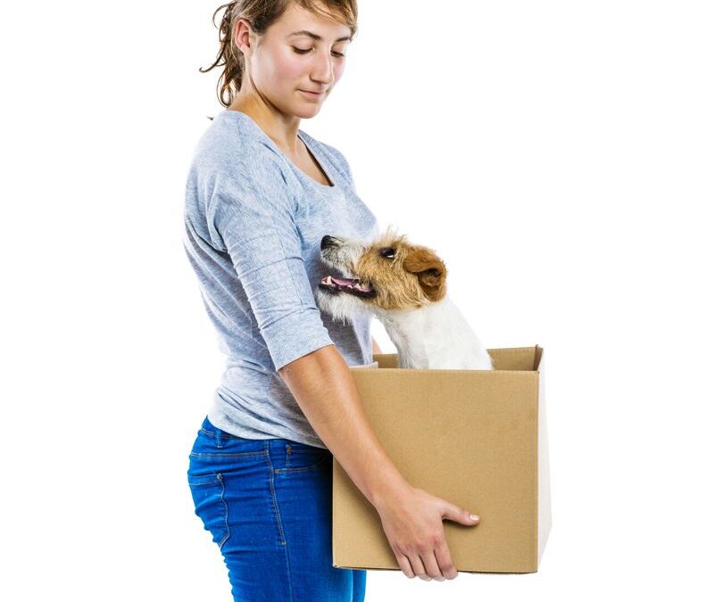 Tax Help for $150/Month: Affordable IRS Tax Resolution Services and IRS Notice CP504 for New York